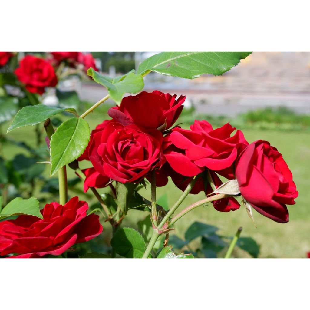 bibit bunga mawar merah kuncup/berbunga siap tanam