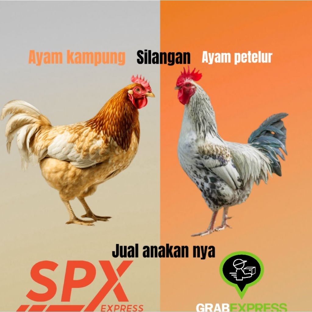 ANAKAN AYAM PETELUR SILANGAN AYAM KAMPUNG