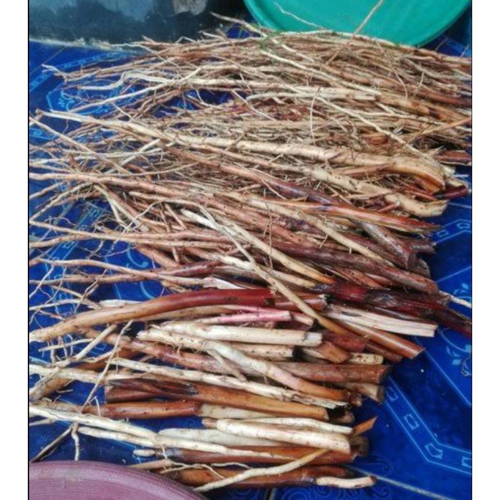 Akar pohon pinang segar, Akar pinang muda, Akar pinang tua