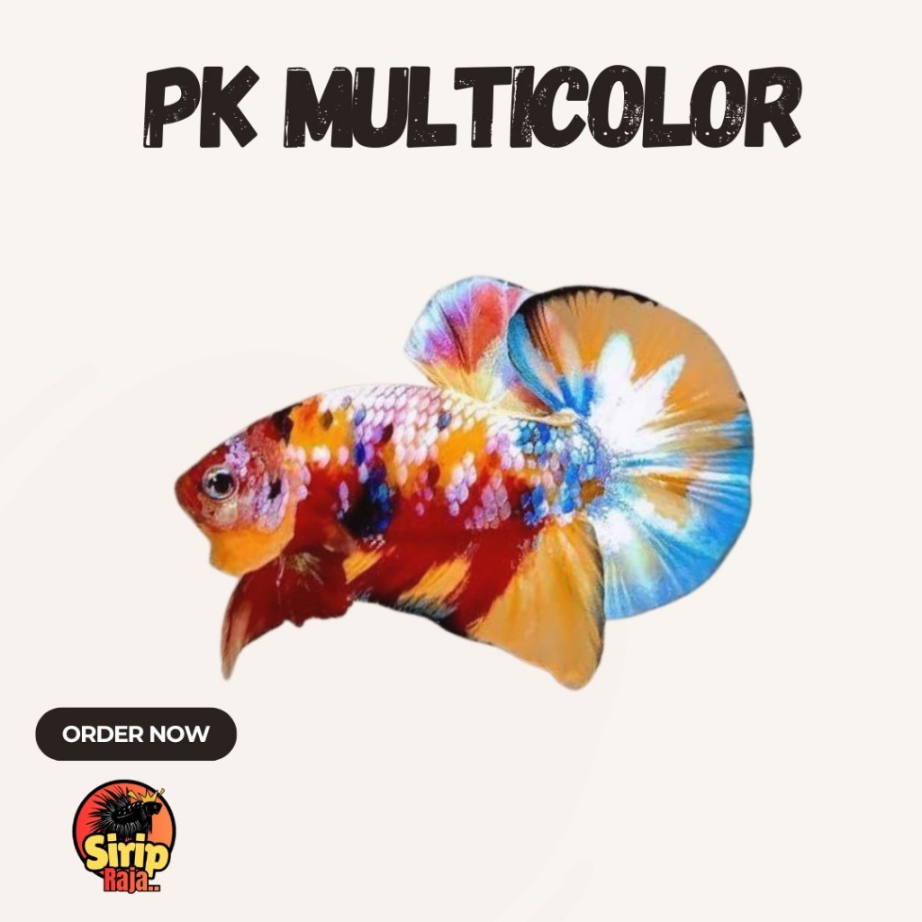 Cupang Plakat Koi Galaxy Multicolor – Corak Unik, Warna Tajam, Siap Koleksi