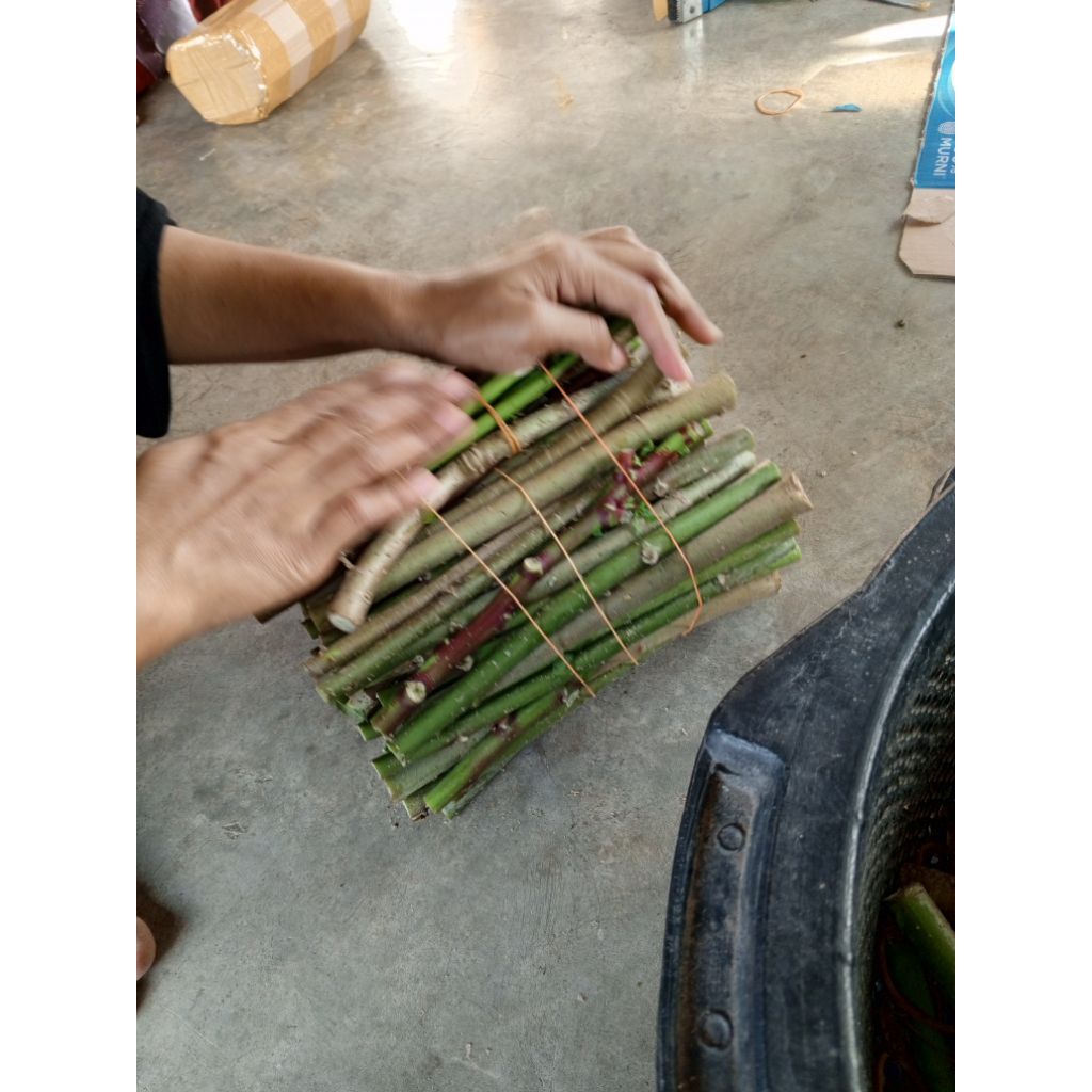 bibit singkong papua/telo papua