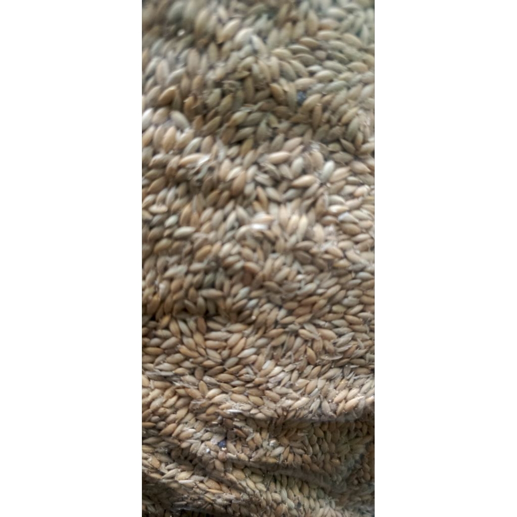 Kenari seed 1kg pakan burung kenari