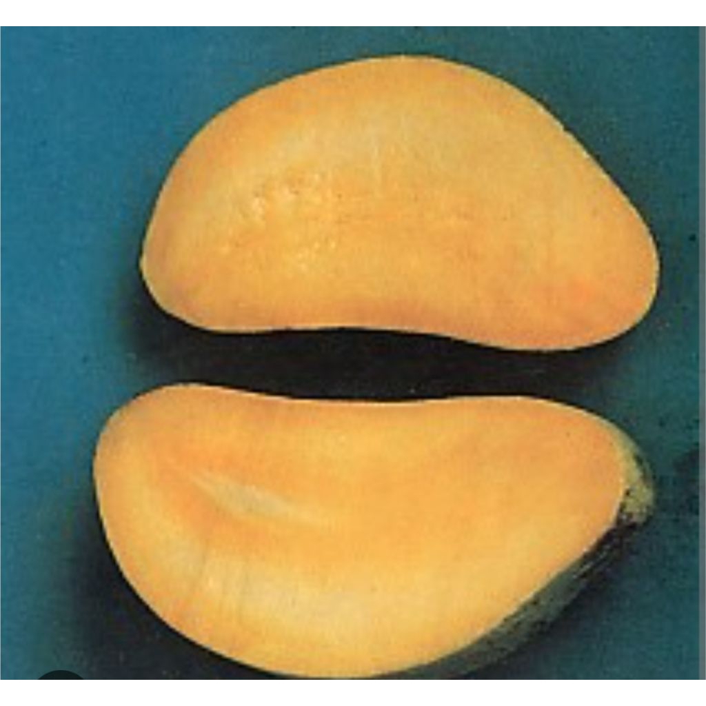 pohon Mangga manalagi situbondo 69