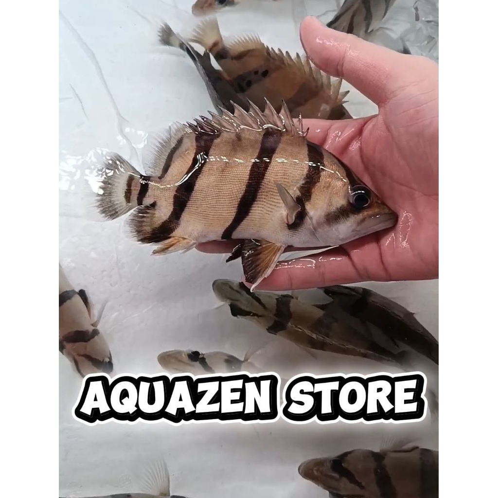 Hiasa Aquarium Datz 3 bar NTT / Datz NTT 15-17cm