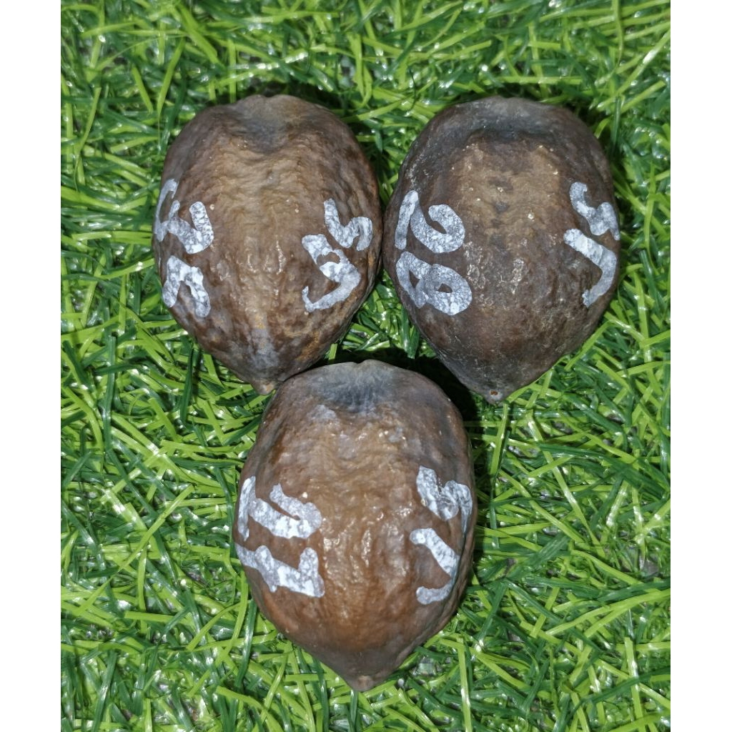 Muncang Jayanti Anak Bedlem L dan Xl (Si lepak)