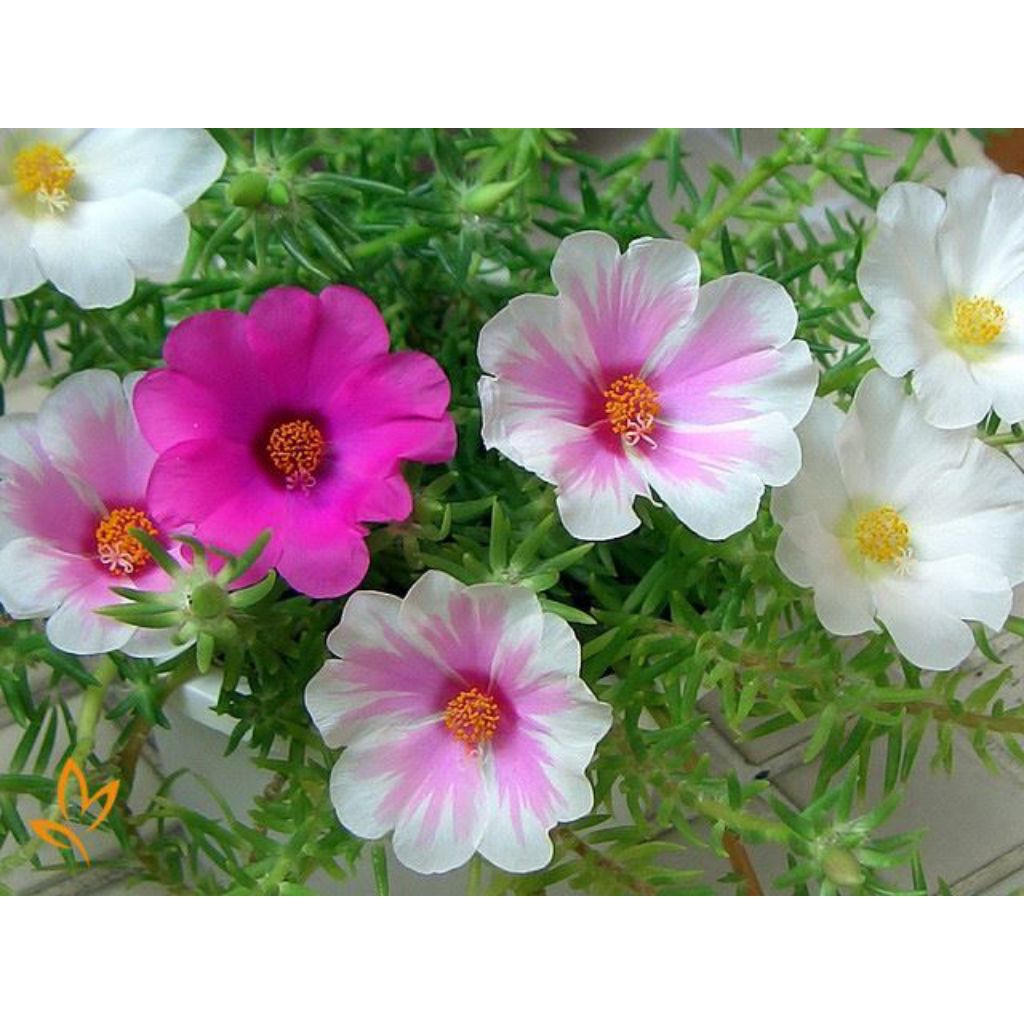 30 Bunga Krokot Jumbo Tanaman Hias Mossrose