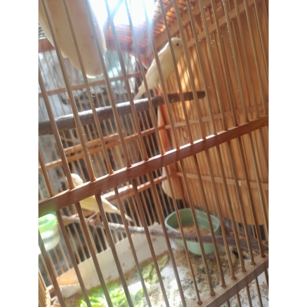 burung kenari sepasang cerah