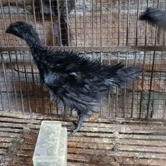 AYAM CEMANI WALIK USIA 2 BULAN.untuk luar magelang bisa chat dl ya ka.