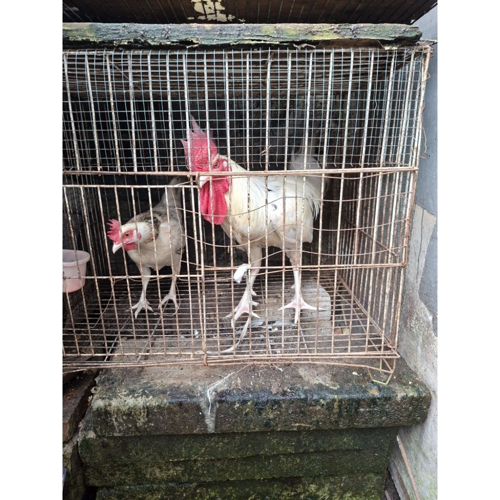 SEPASANG AYAM PELUNG PUTIH DEWASA SUARA GACOR DAN SIAP PRODUKSI
