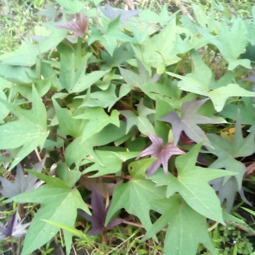 bibit ubi jalar / stek batang ubi jalar - dapat 3 varian