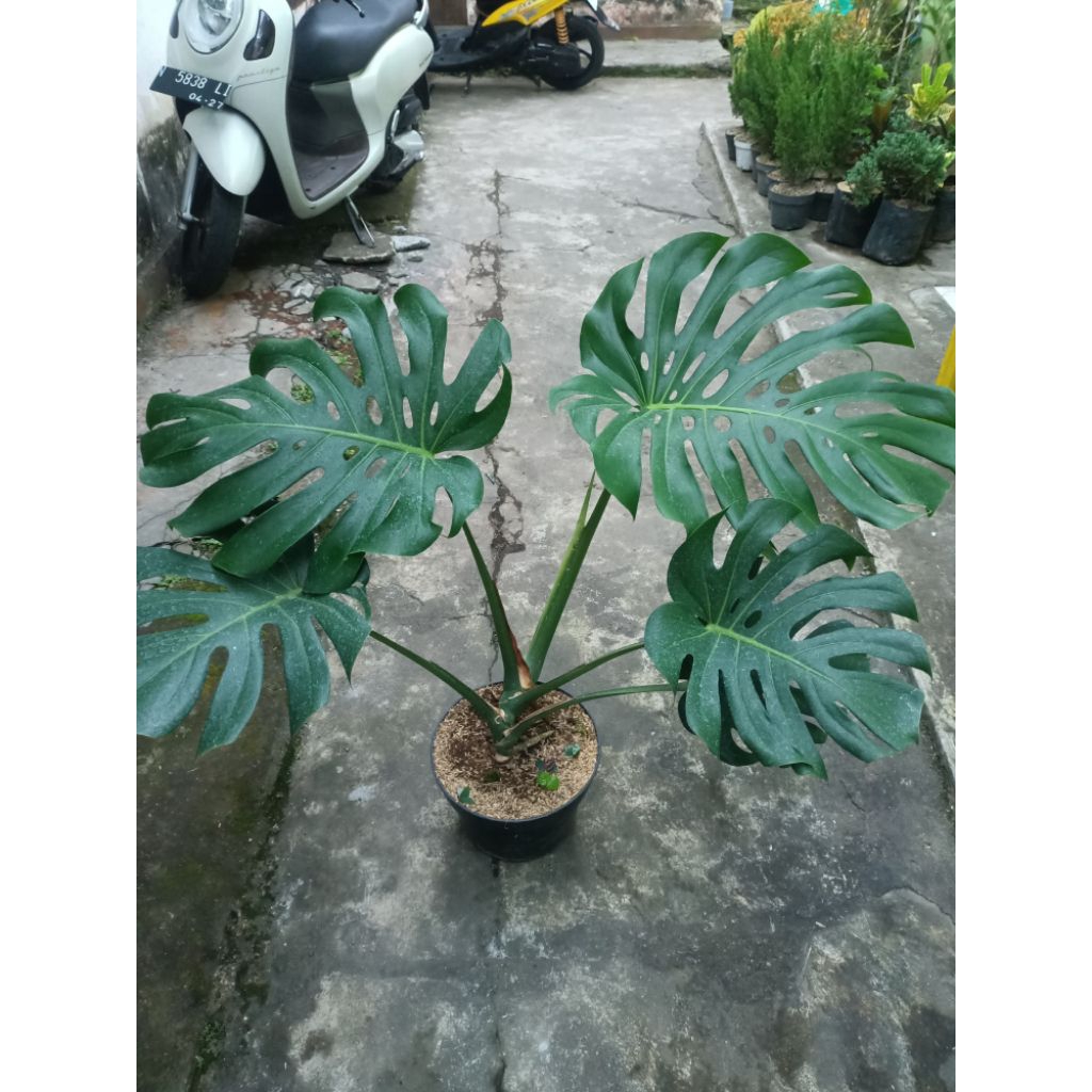 monstera king jumbo (tanaman hidup)