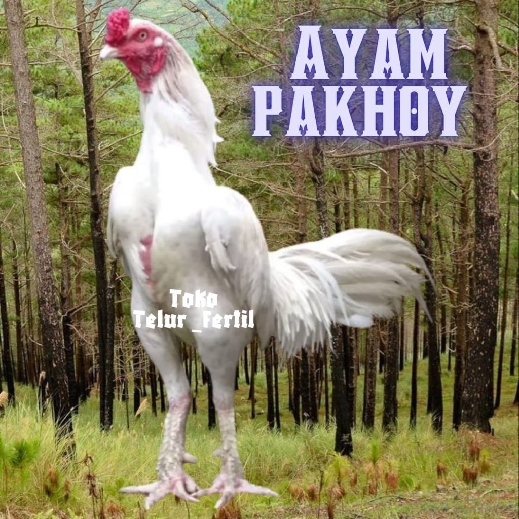 TELUR  AYAM PAKHOY DRUMBAND ASLI UNTUK DITETASKAN