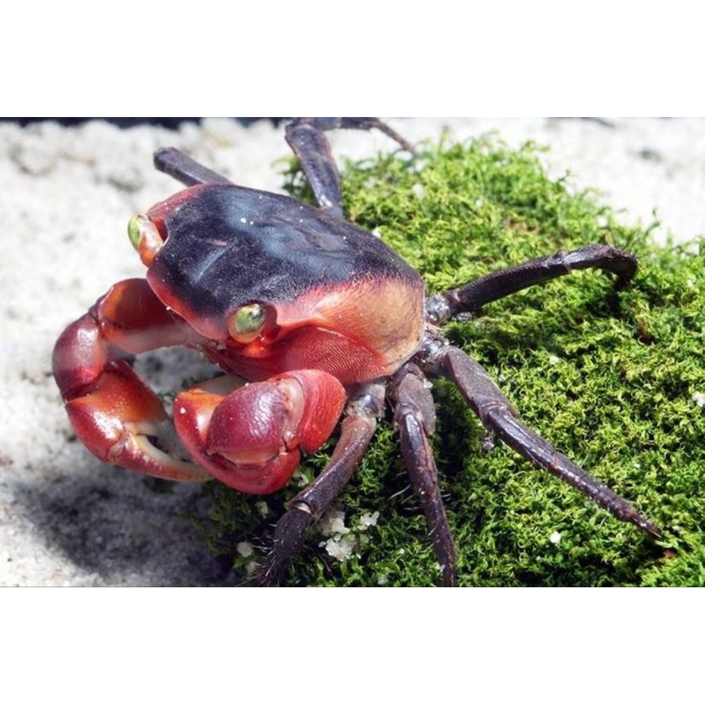 kepiting red apple / metasesarma aubryi crab / kepiting hias air tawar