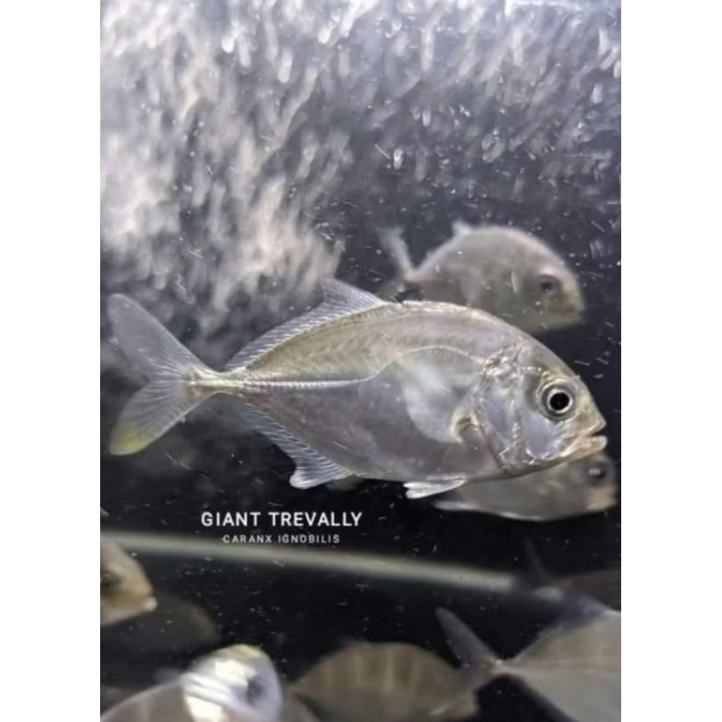 Ikan Giant Trevally (GT) / Ikan Giant Travelly / Ikan Kwe Brackish Predator Fish