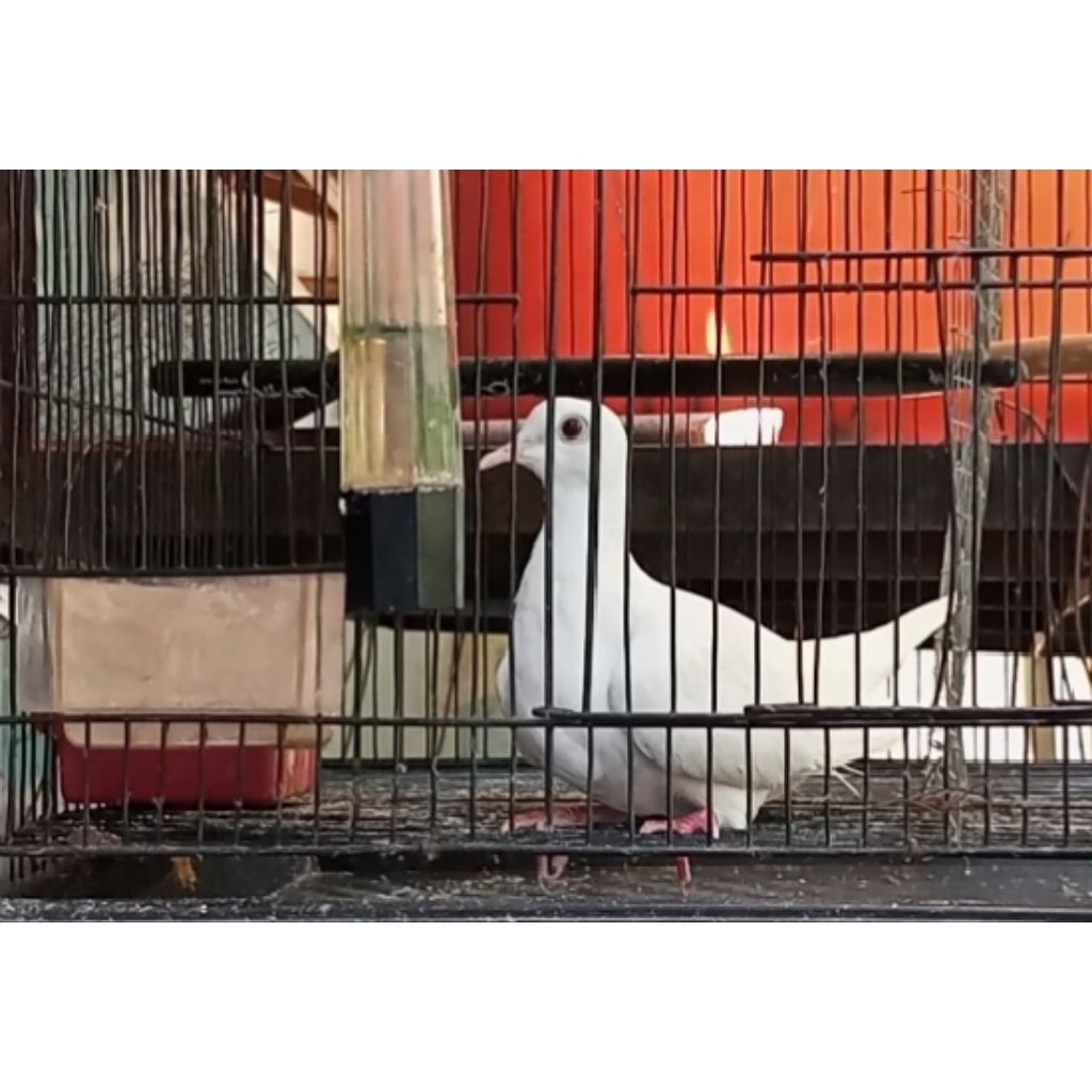 Burung Puter Persilangan Pelung asli & Albino, BETINA