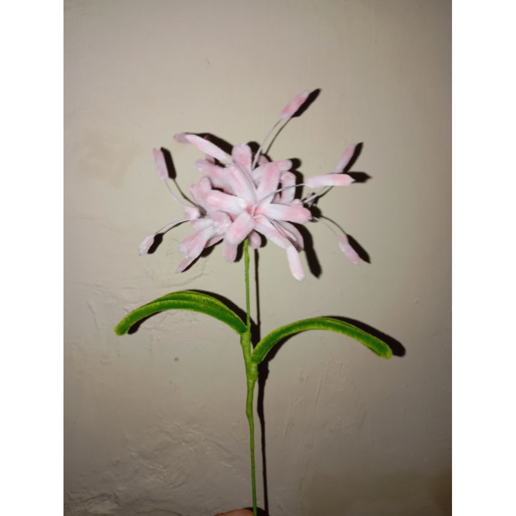 Bunga spider lily