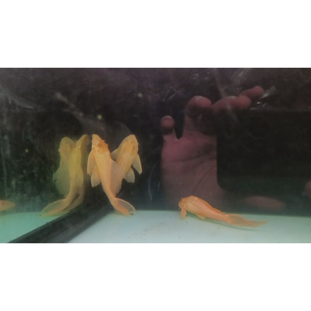 Ikan Sapu Kaca Albino Gibicep (KHUSUS GOJEK)