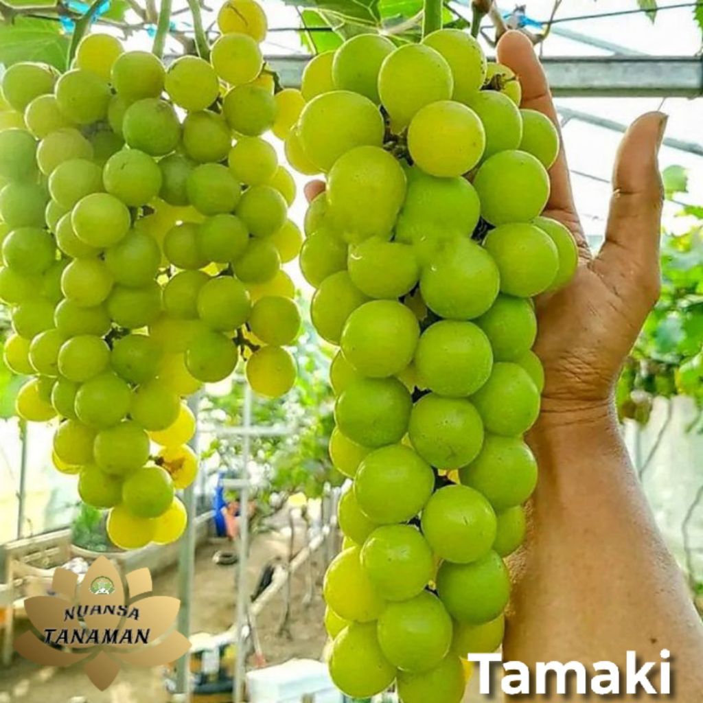 Tanaman Pohon Buah Anggur Import Tamaki Siap Tanam/Pohon Anggur Tamaki Import Siap Tanam