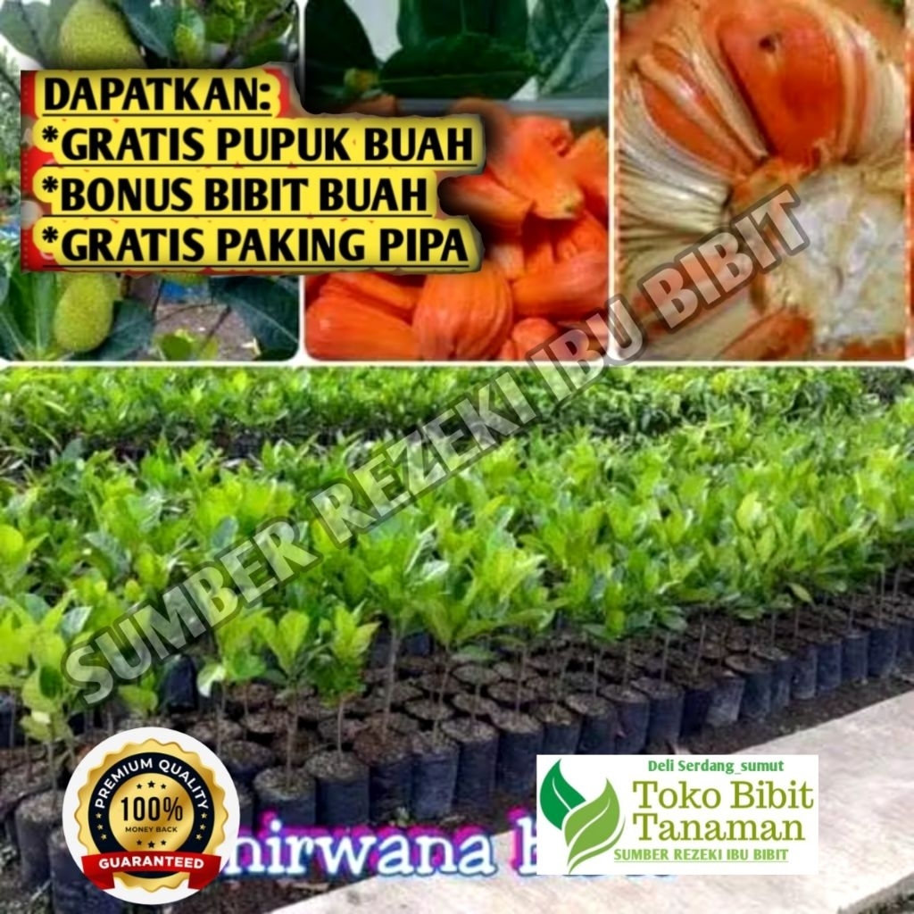 Bibit nangka merah Super