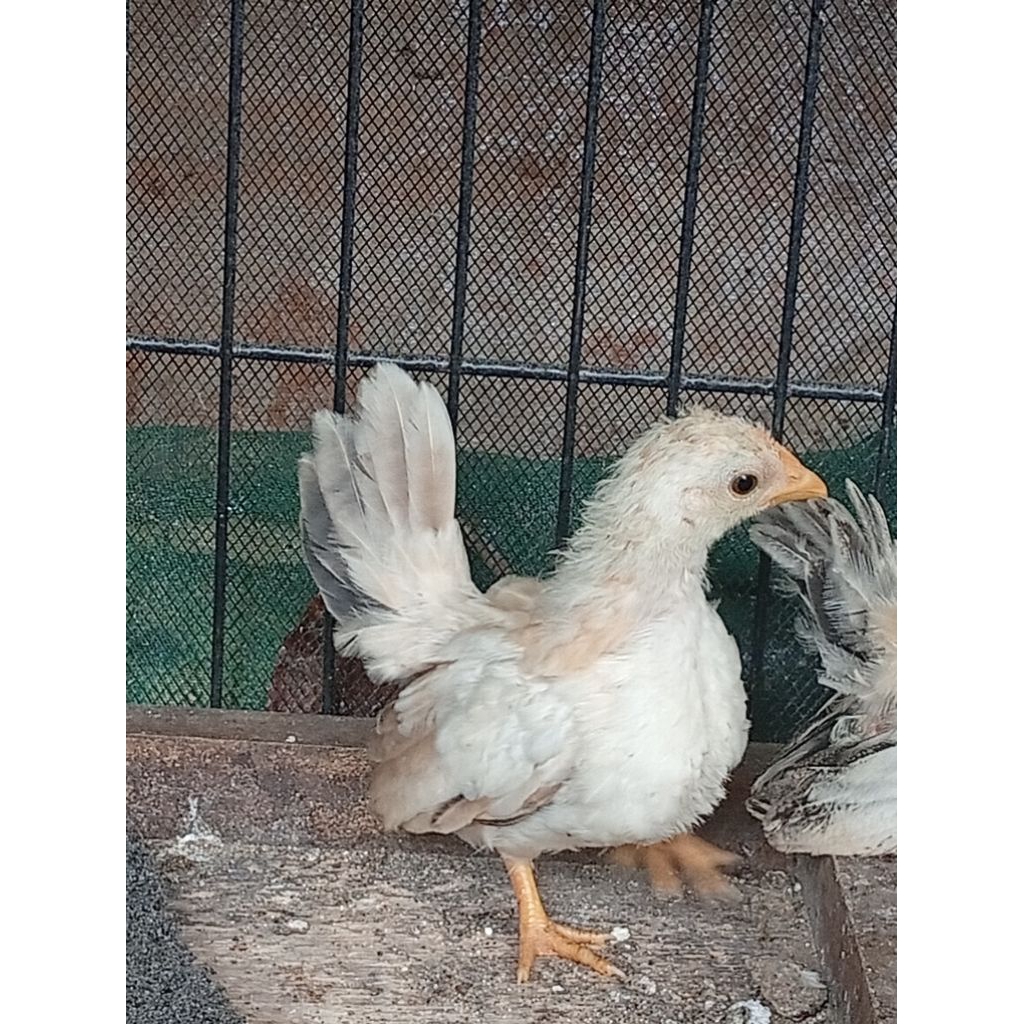 anak ayam kate ayam hias , umur 2,5 bulan