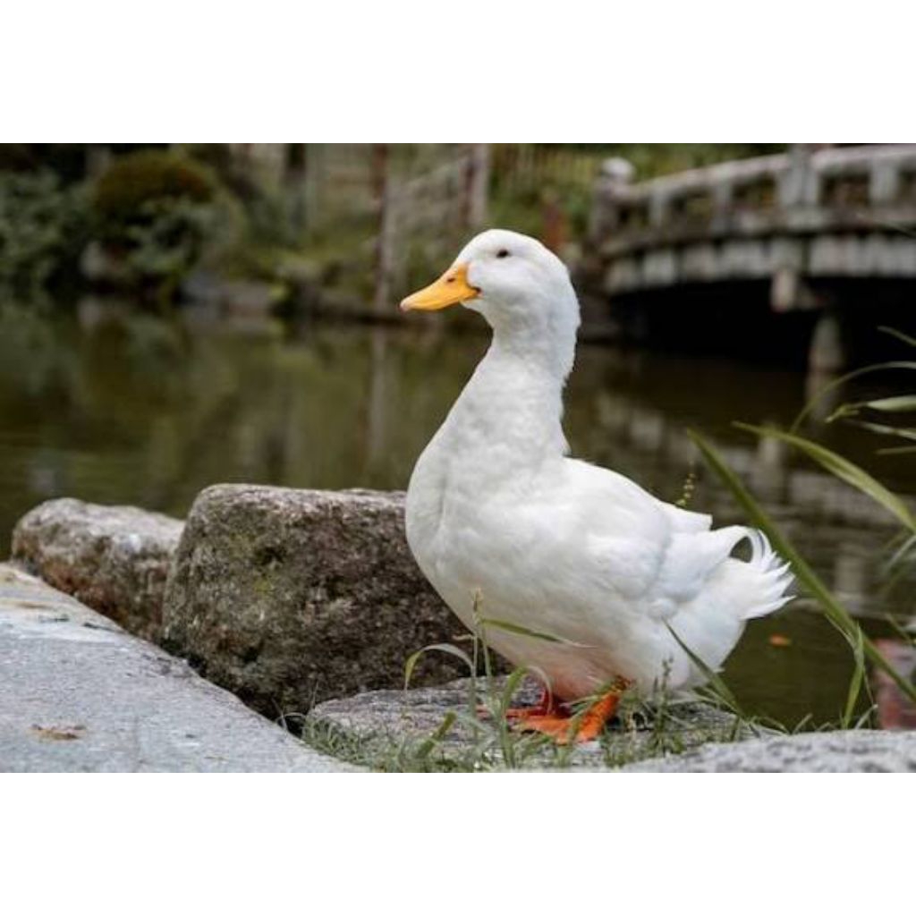 telur fertil bebek peking Jumbo siap tetas