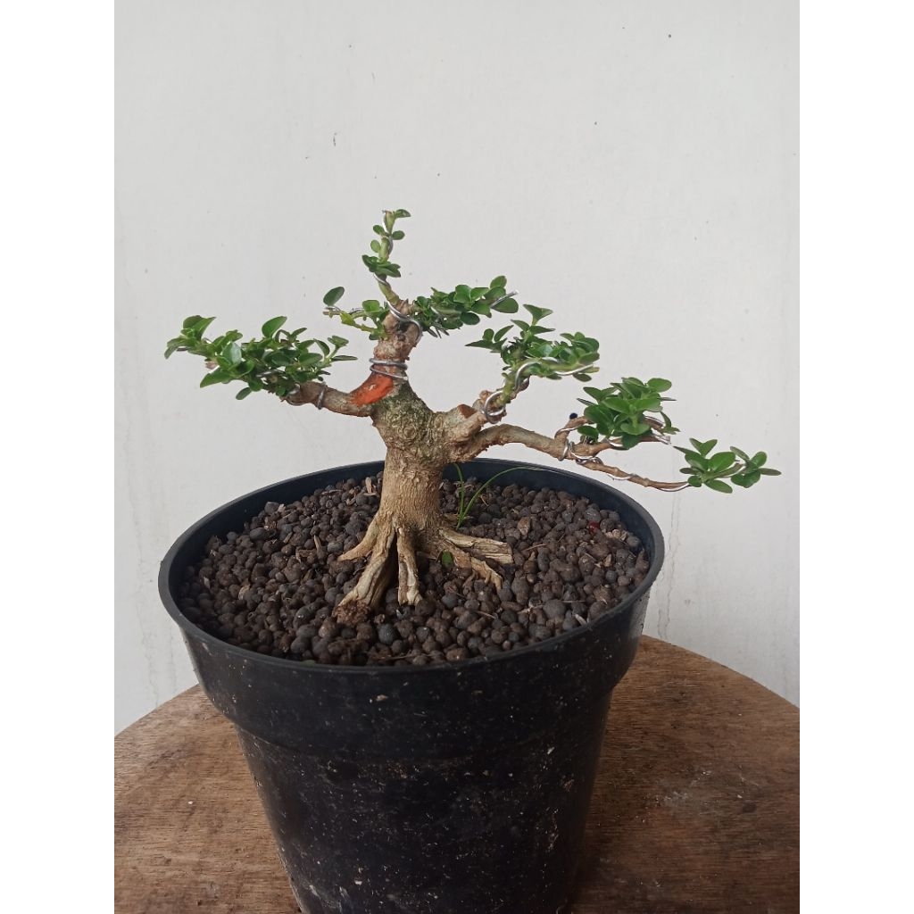 bonsai//Sancang//mame