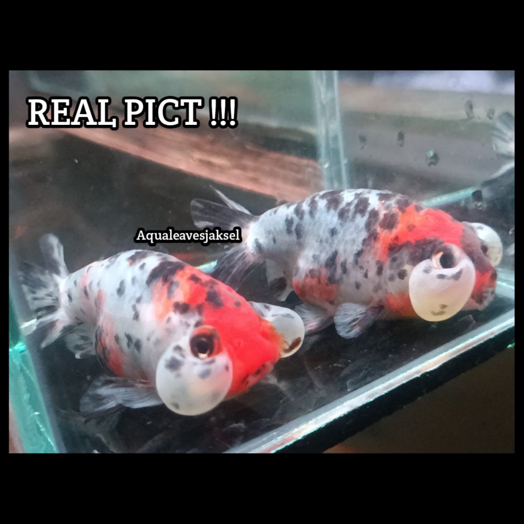 ikan koki mata balon bubble eye