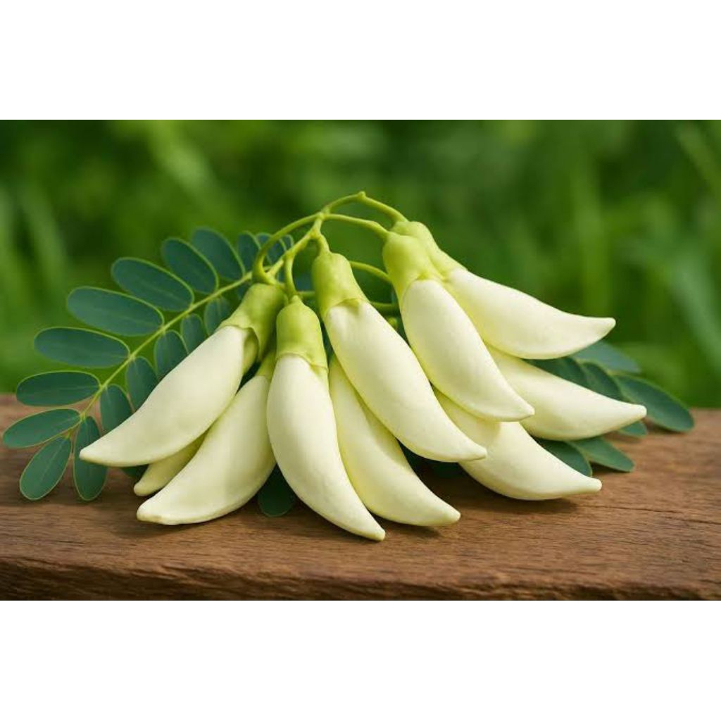 50 Benih Bibit Biji Turi Bunga Turi Aneka Macam Benih Bibit Biji Kembang Turi