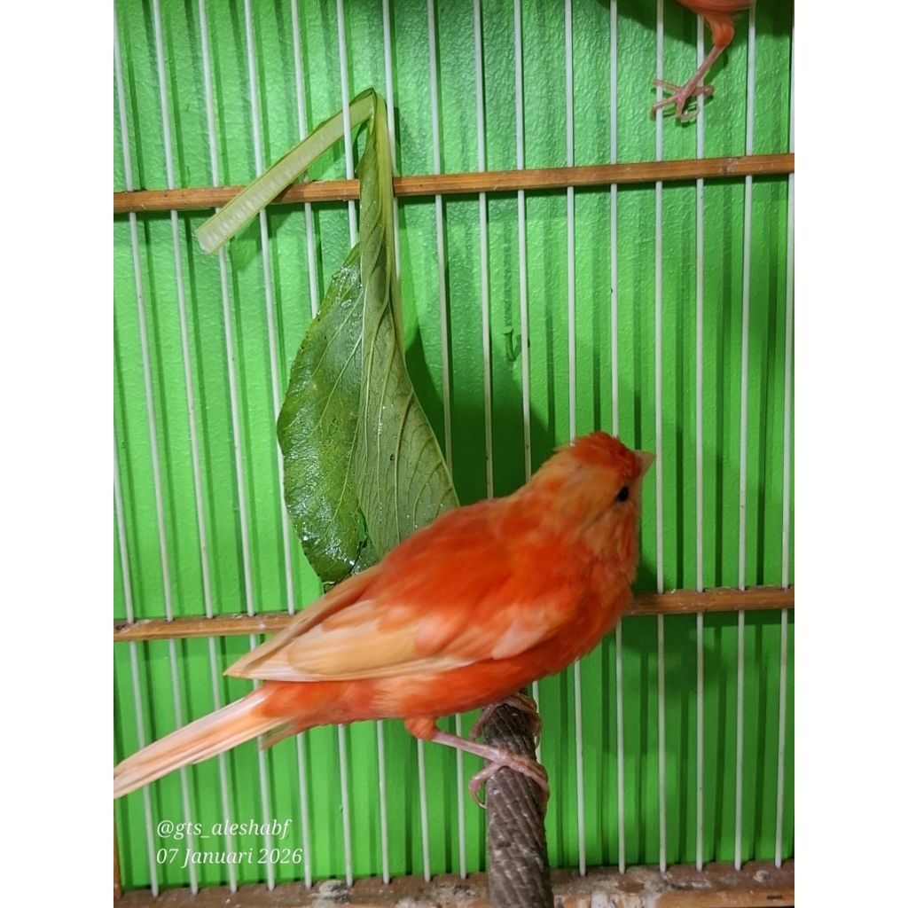 SEPASANG REMAJA KENARI MERLOK MENUJU DEWASA  ISTIMEWA