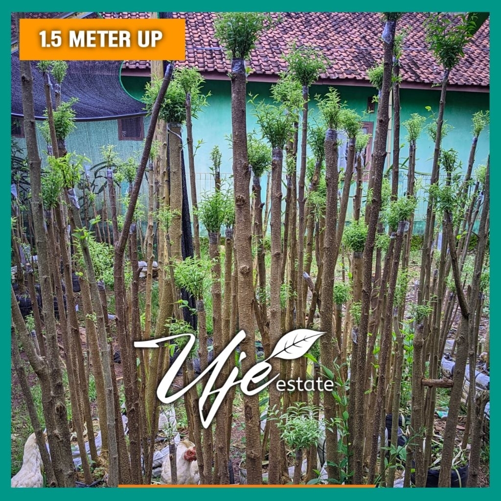 BONSAI ANTING PUTRI MIKRO 1.6 METER UP/BONSAI TAMAN TANAMAN HIAS ANPUT ANTING PUTRI MIKRO MAKRO DAUN