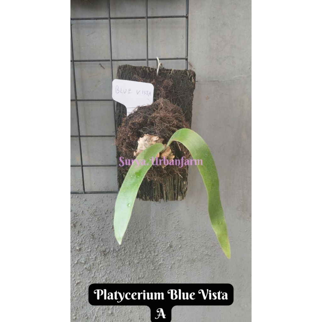 Platycerium Tanduk Rusa Blue Vista