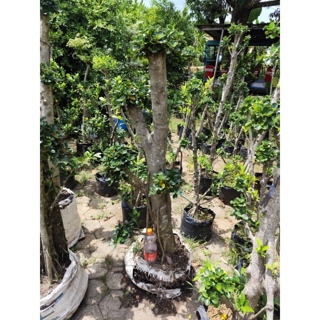 bonsai taman dolar mikro besar hiasan taman