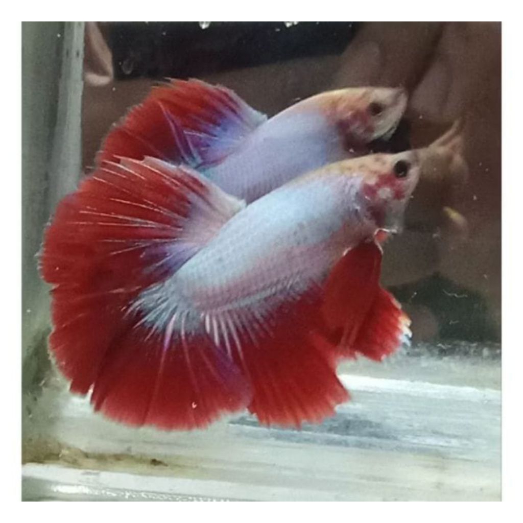 ikan cupang halfmoon rostail cupang hias akuarium