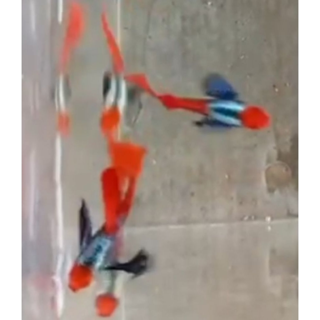 prtde koi