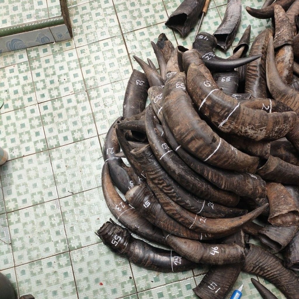 tanduk kerbau padatan 20-24 cm