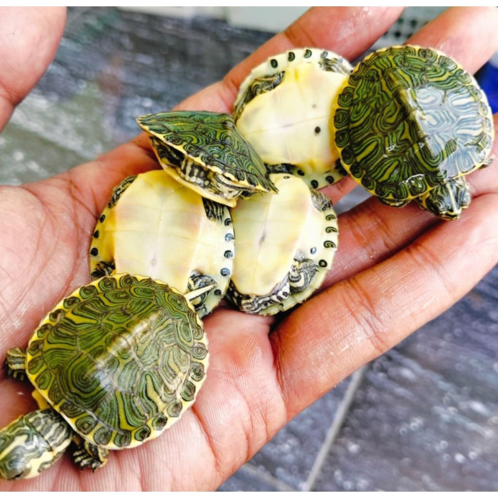 Kura Kura Brazil Yellow Belly Size 3-4 CM Hidup Grati Pakan