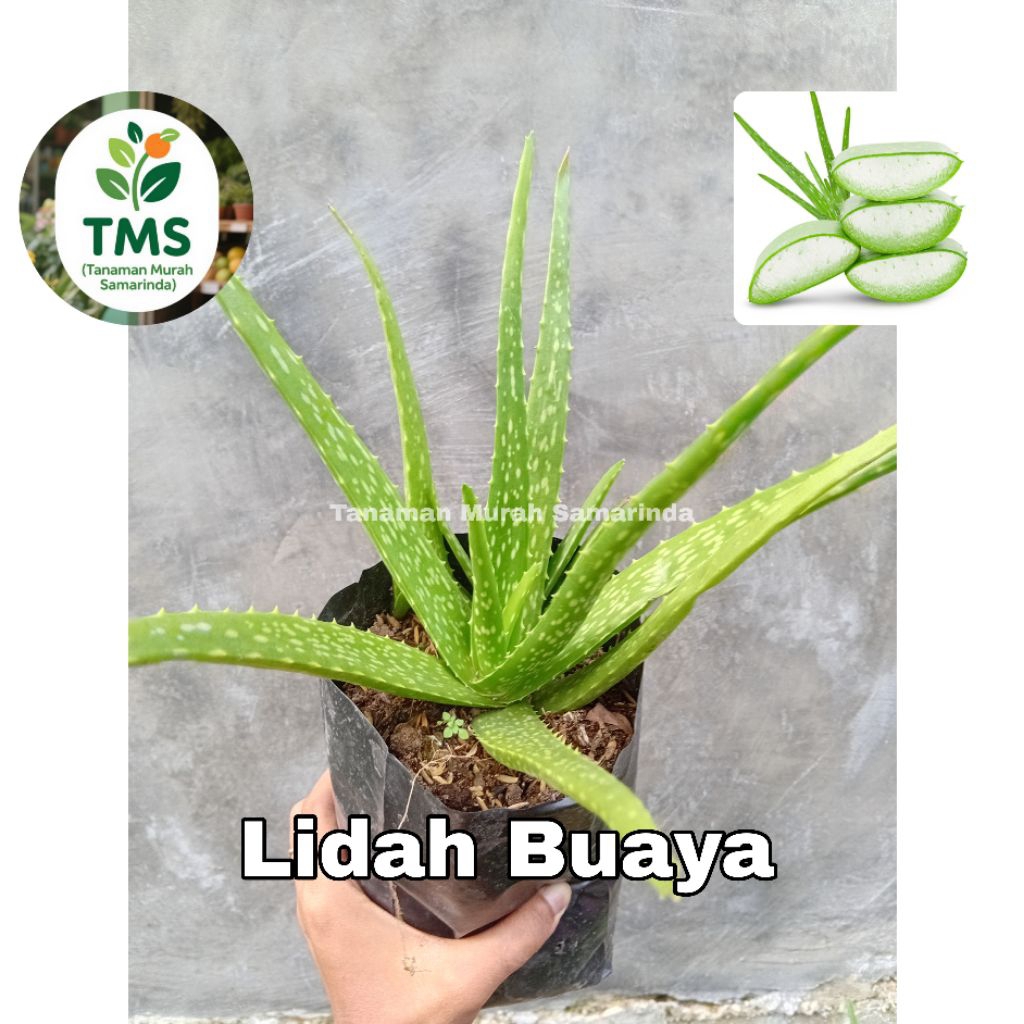 TMS~ Lidah buaya uk.remaja /tanggung lidah buaya pontianak