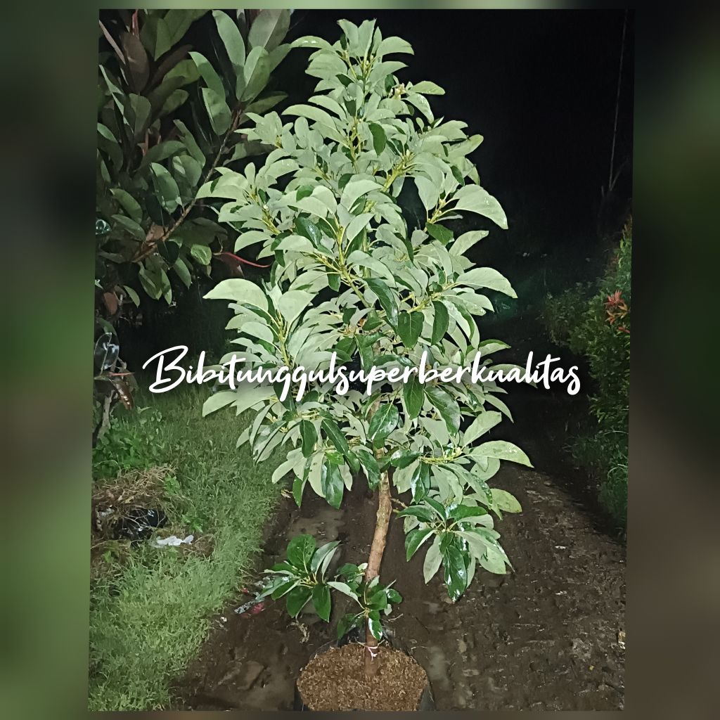 indukan/bibit alpukat Kelud batang super jumbo