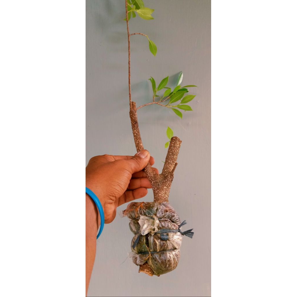 cangkokan kimeng fresh 6.000 siap tanam.