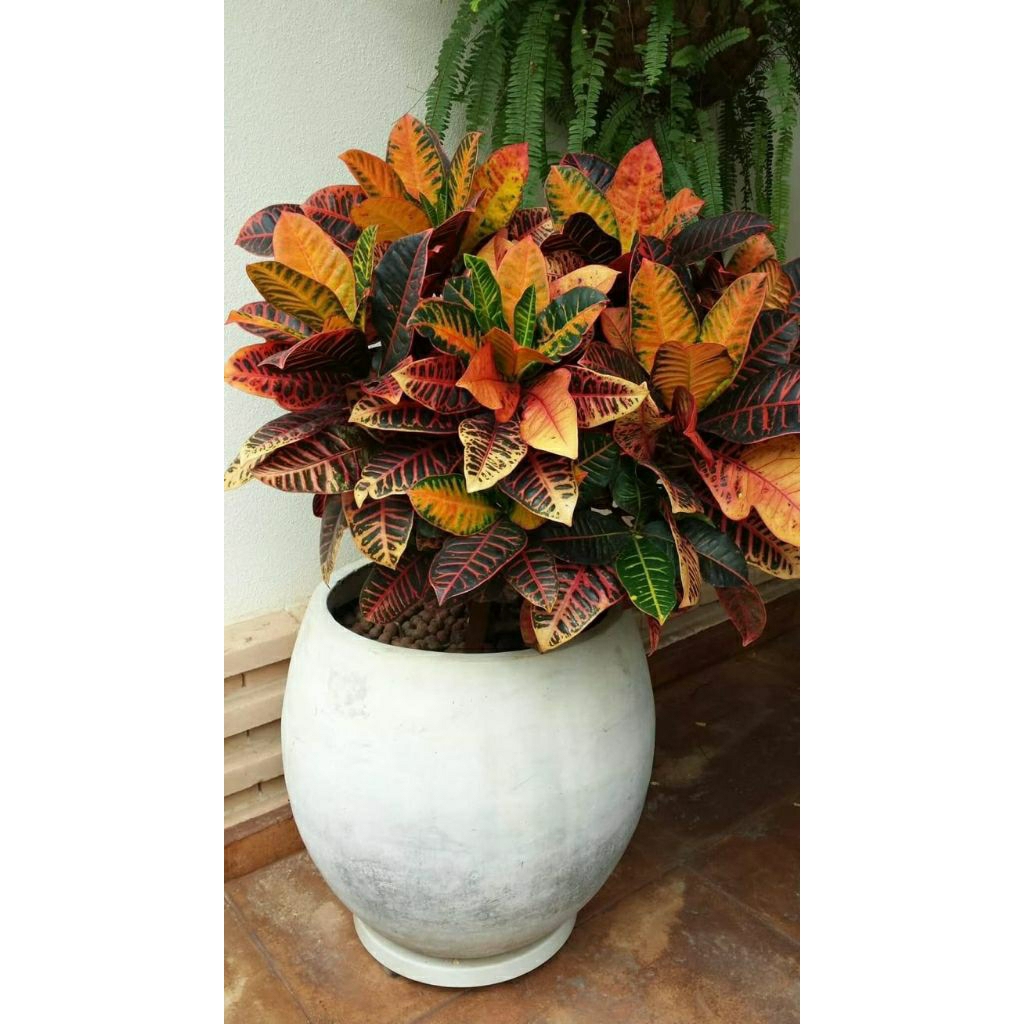 tanaman hias puring peda rimbun