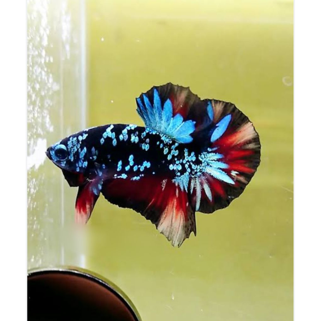 ikan cupang avatar nemo copper ori thailand GRED A++ VVIP .betina / jantan. SIZE indukan siap breed 