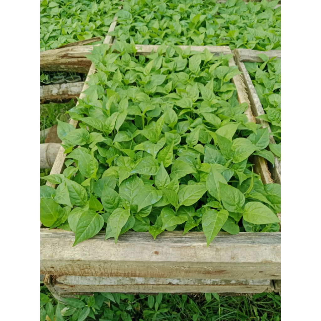 paket 5 bibit sayuran siap tanam | bibit sayuran siap tanam | kondisi rimbun-rimbun | bibit sayuran 