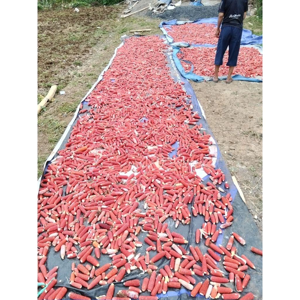 Pakan merpati, jagung super merah asli Padalarang 1kg