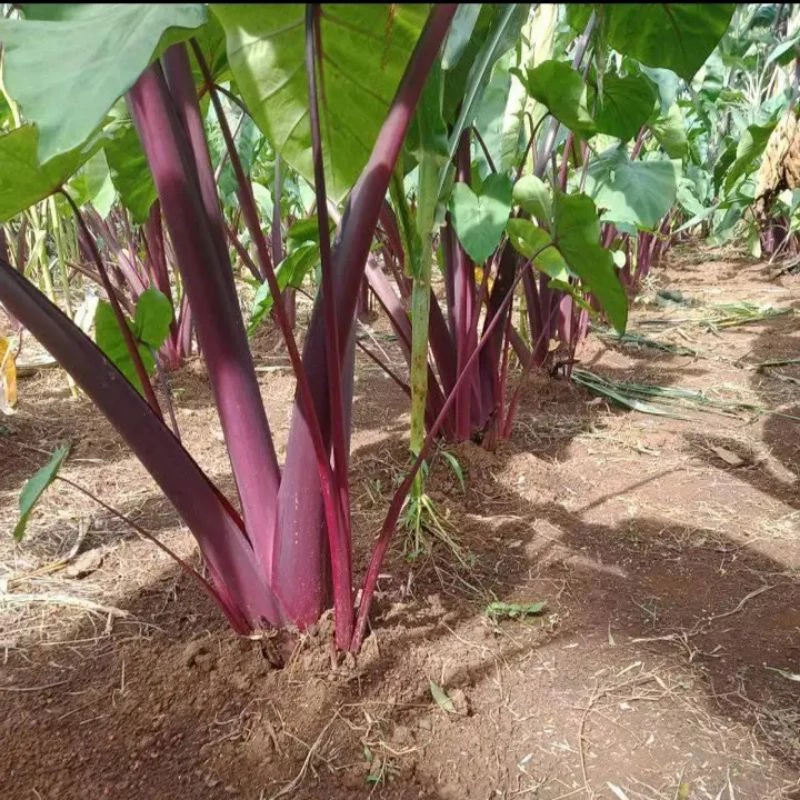 BIBIT Talas Pratama 3 Talas Ungu TALAS BOGOR  Bibit Super UMBI SUPER Legit