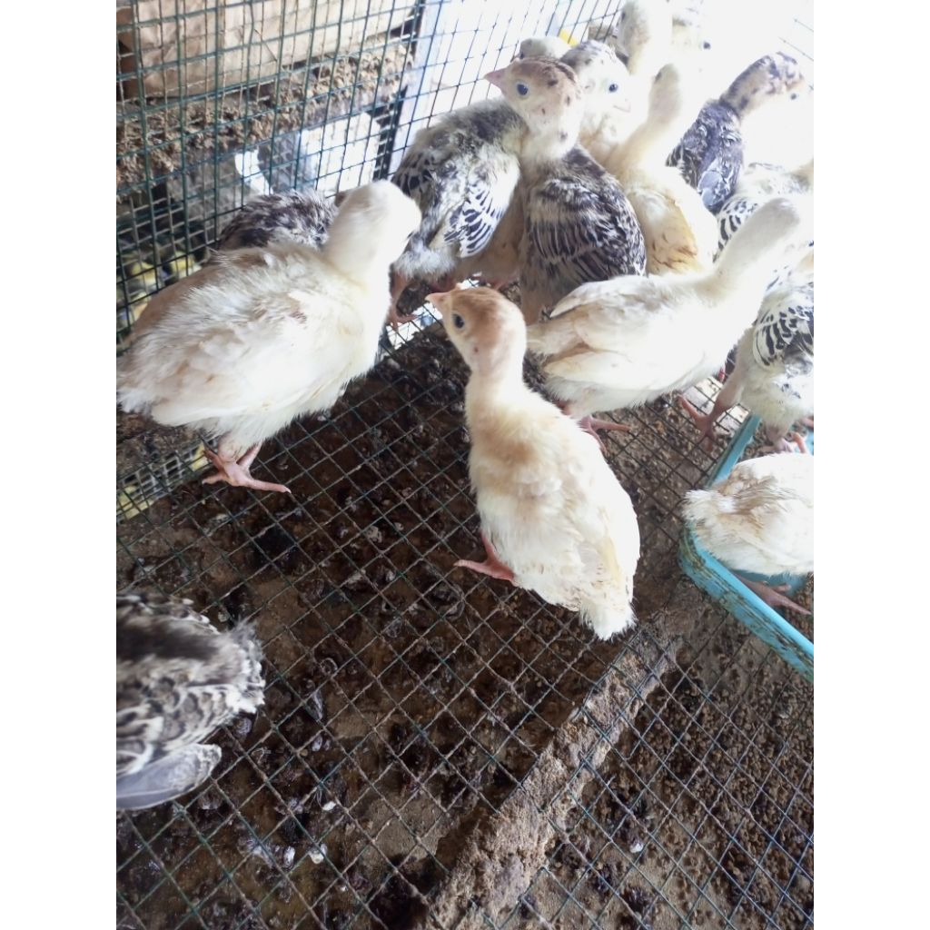 kalkun asli kalkun hias ayam hias kalkun anakan ayam hias kalkun