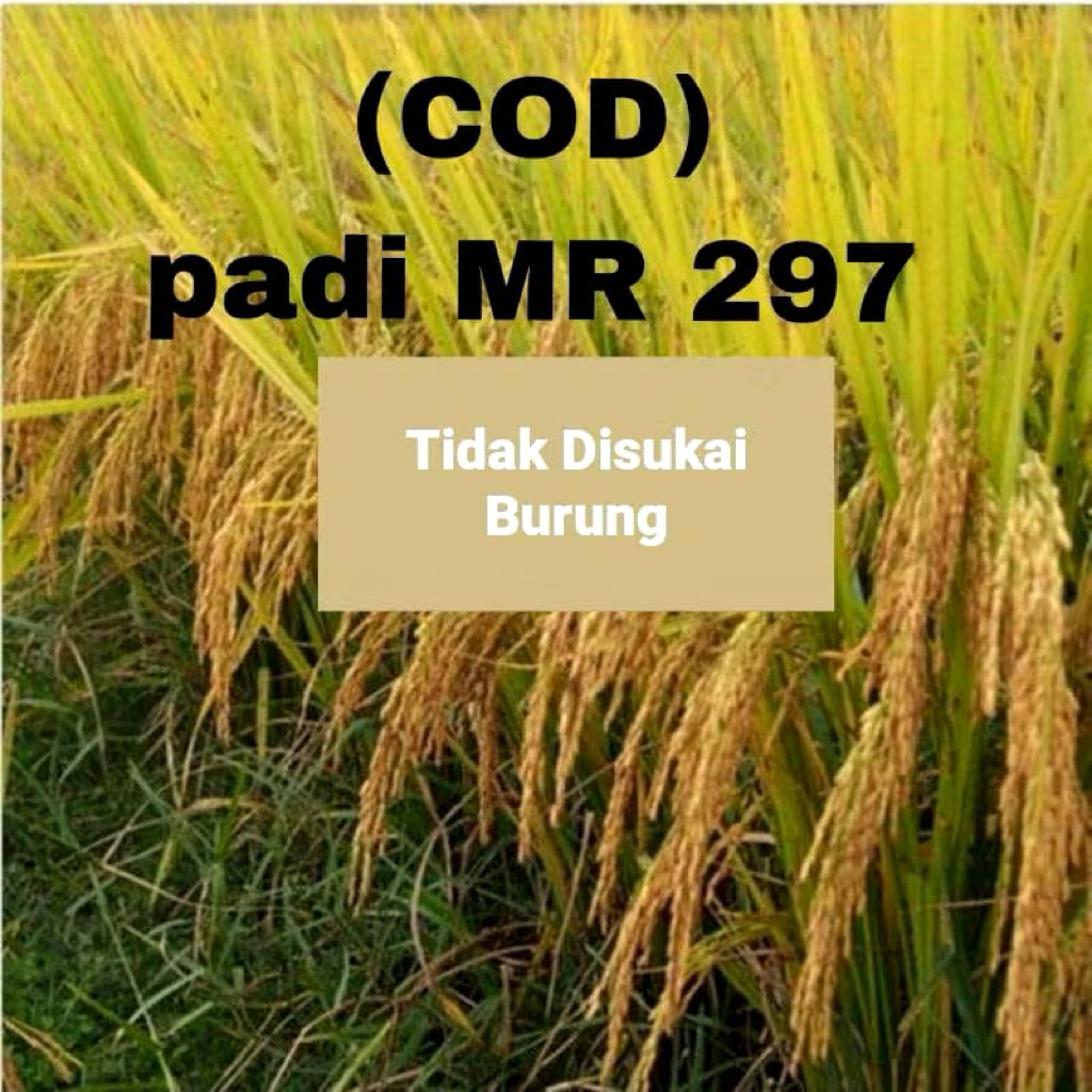 MURAH 1kg benih padi mr 297 super bibit unggul