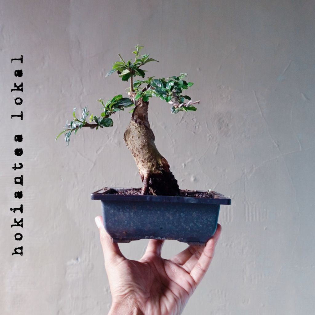 BONSAI HOKIANTEA LOKALBUAH  BUNGA SESUAI FOTO