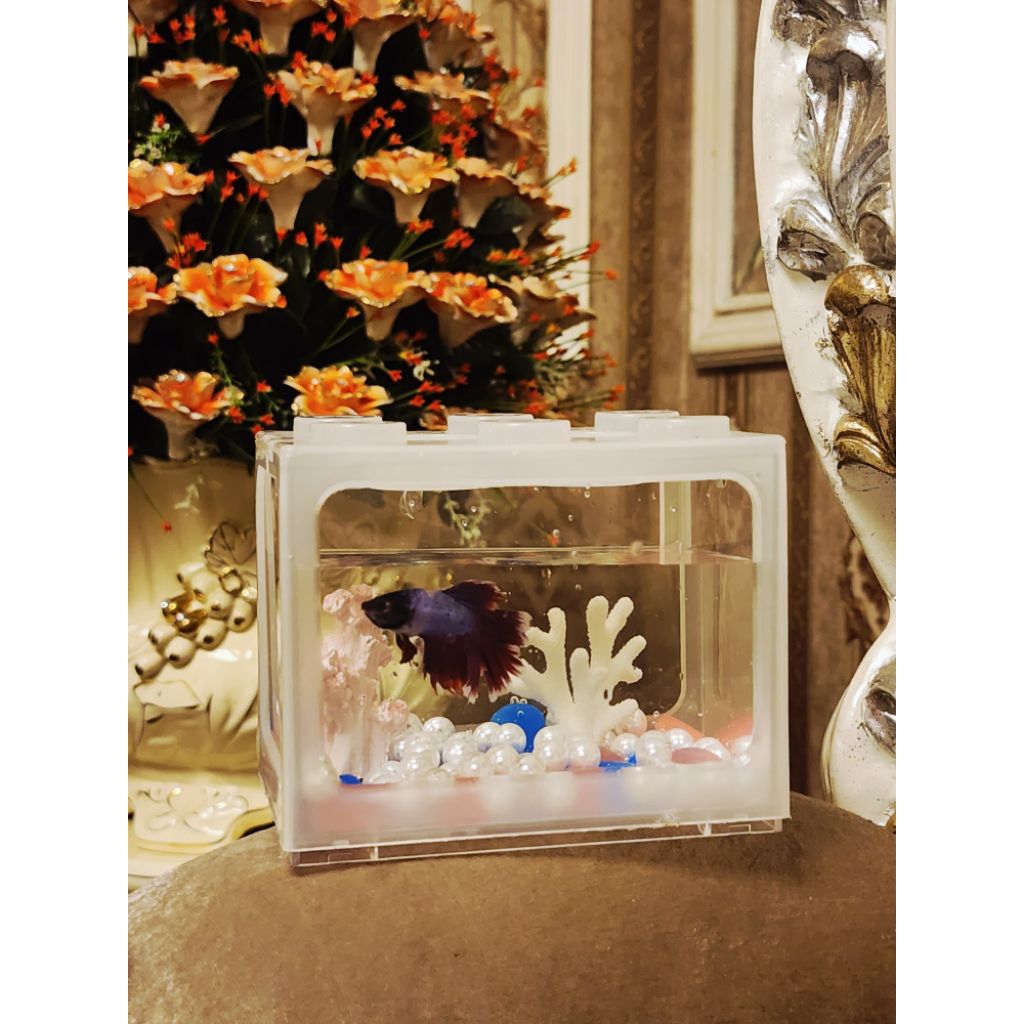 Full set aquascape mini free ikan cupang