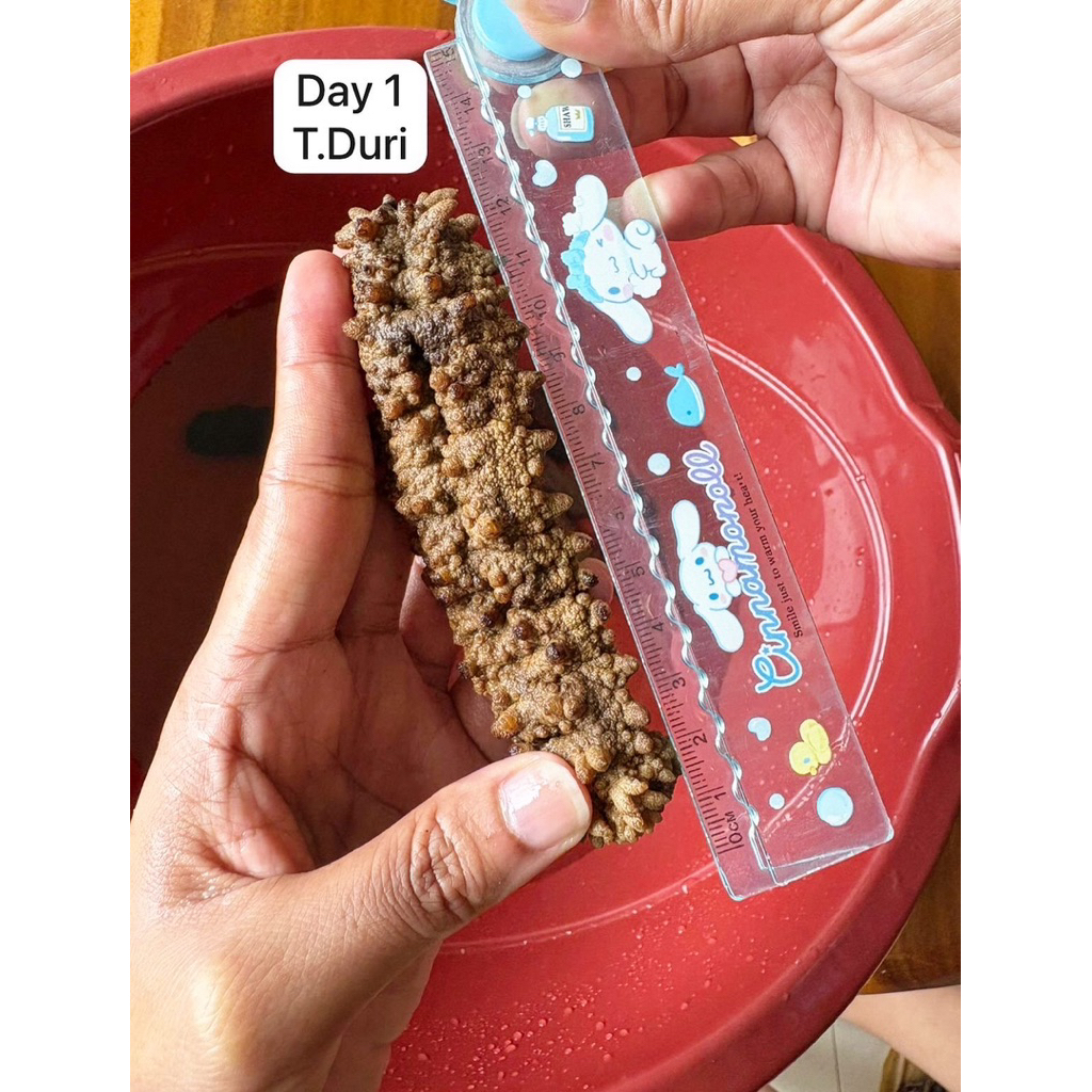 Haisom/TeripangGamatduriemas