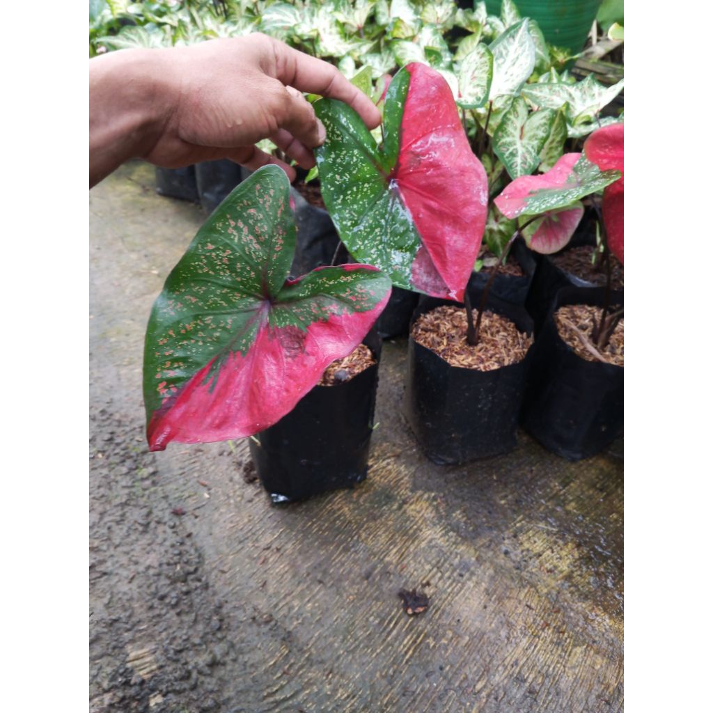 Tanaman hias caladium hybrid thailand/keladi baret merah medium